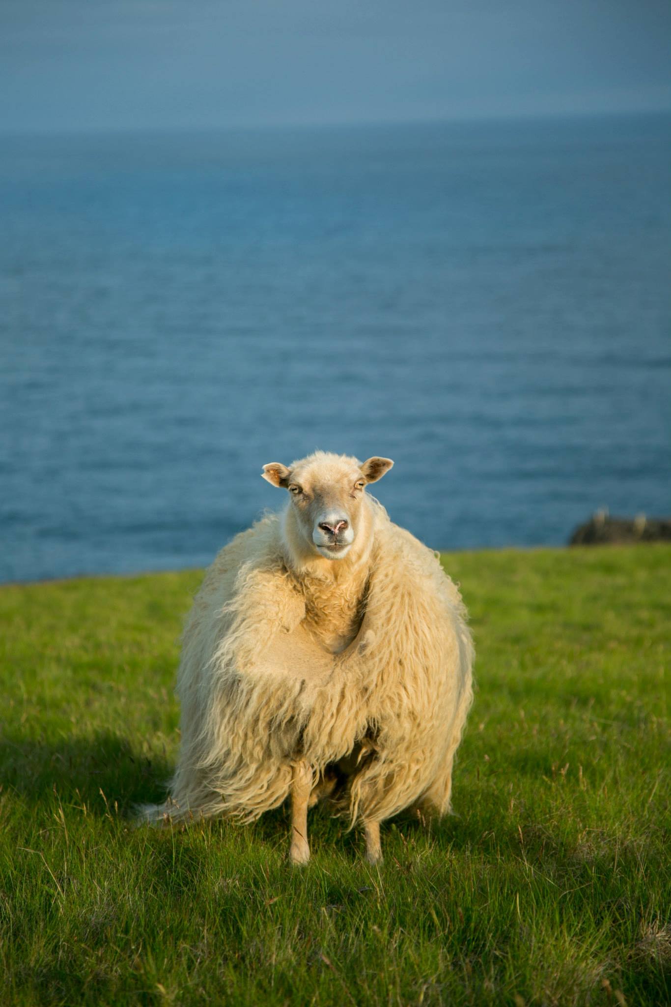 icelandic sheep