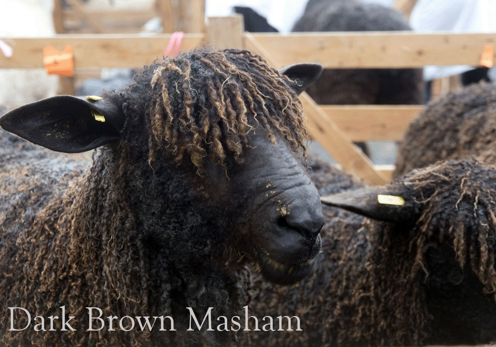 Dark-Brown-Masham