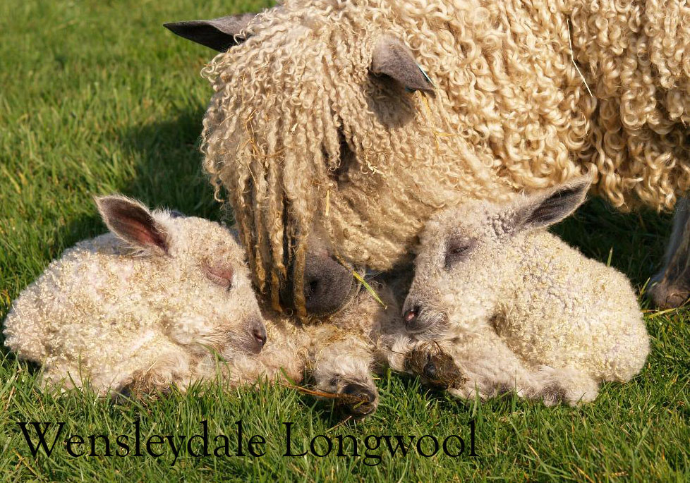 Wensleydale-Longwool